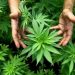 Presidencialet/ E veçantë, në një shtet të SHBA-ve votohet edhe për legalizimin e marijuanës