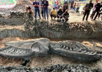 FOTO/ Zbulimi, gjendet skeleti i një balene antike 3000-5000 vjeçare në Tajlandë