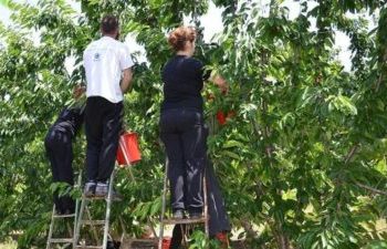Grekët ankohen: “Kemi mandarinat dhe ullinjtë në pemë, të vinë shqiptarët