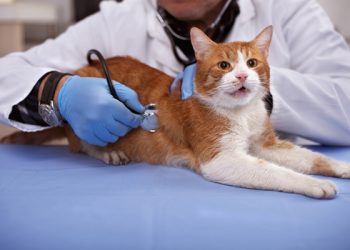 27-vjeçari në Tiranë telefonon policinë për macen dhe denoncon veterinerin