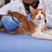 27-vjeçari në Tiranë telefonon policinë për macen dhe denoncon veterinerin
