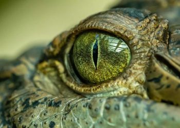 Shkencëtarët zbulojnë “Mbretin e kënetës”, krokodili prehistorik gjigant