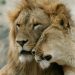 Covid, 4 luanë pozitivë në kopshtin zoologjik të Barcelonës