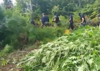 Droga në Skrapar/ Mijëra bimë kanabis të zbuluara, si funksiononte me punonjësit e policisë