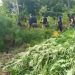Droga në Skrapar/ Mijëra bimë kanabis të zbuluara, si funksiononte me punonjësit e policisë