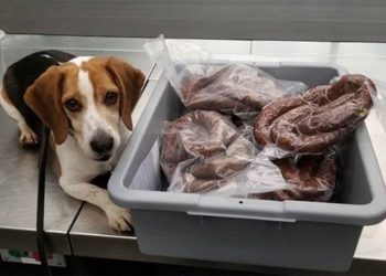 Çudia me shqiptarin, e ndalojnë në aeroport, por i gjejnë 40 kg suxhuk