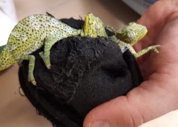 ‘Pasuria’ e kamufluar në valixhe se kalon dot kontrollin e aeroportit në Vjenë