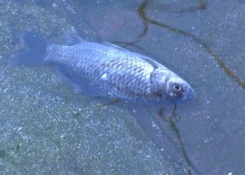 E pazakontë në Shkodër/ Oborret e banesave të përmbytura mbushen me peshk (VIDEO)