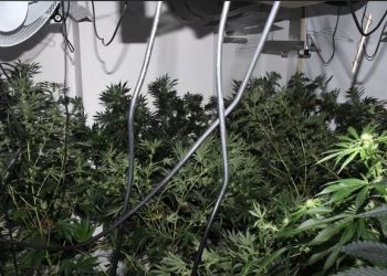 4 shqiptarë kapen në Britani, ruanin kanabisin në 14 prona me vlerë 2 milionë paund