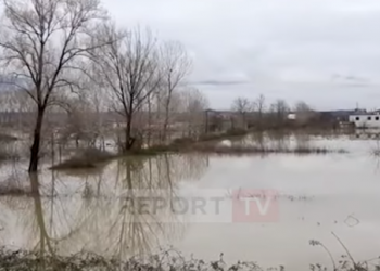 Fushë Krujë/Ishmi del nga shtrati, 50 banesa të rrethuara nga uji! Përmbyten 5000 ha tokë bujqësore