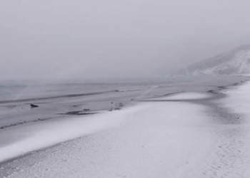 Reshjet e dëborës/Deti nxjerr delfinë të pajetë në breg