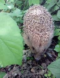 A do të vijë koronavirusi i radhës nga iriqët?