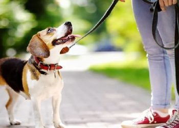 Për herë të parë në Bosnje, COVID transmetohet nga njeriu tek qeni