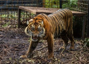 Tigrat arratisen nga kopshtin zoologjik, izolohet një qytet i tërë