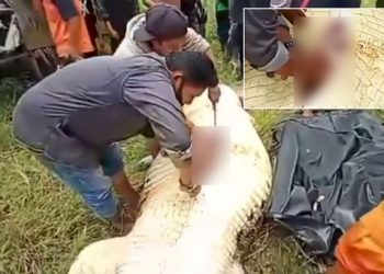 Krokodili gëlltiti 8 vjeçarin, bashkëfshatarët vendosen në ndjekje të tij dhe nxjerrin të miturin