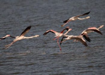 Nartë/Ndërtimi i aeroportit ndërkombëtar , rrezik për rrugëtimin e shpendëve!
