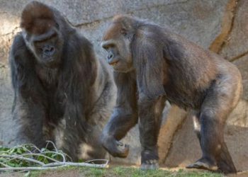 Covid-19/ SHBA planifikon edhe vaksinimin e kafshëve