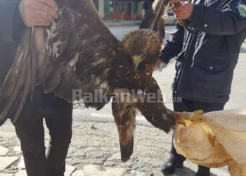 Gjendet e sëmurë dhe me lëndime në Malin e Tomorrit shqiponja e rrallë, transportohet për kurim në qendrën e rehabilitimit