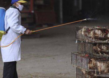 Dyshime për paraqitjen e ‘Gripit të Shpendëve’, merren masa parandaluese në Kosovë