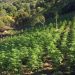 Mbushën “arat” e Fushë-Krujës me kanabis/ Arrestohen 6 persona, shpallet në kërkim një tjetër