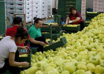 Pikë moderne grumbullimi e fruta-perimeve në Berat/ Ekonomi: Eksporton në 22 vende
