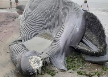 FOTO: Del në breg balena gjigante, 18 metra e gjatë