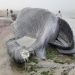 FOTO: Del në breg balena gjigante, 18 metra e gjatë