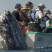 FOTO/ Momentet e pabesueshme kur balena del prapa barkës së turistëve që e kërkojnë në anën e gabuar