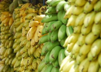 Importi i bananeve arrin rekord historik në 2020-ën/ Në Shqipëri vijnë vetëm nga Ekuadori