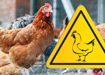 Konfirmohen rastet e para të gripit të shpendëve në Shqipëri, ja tre vatrat ku është prezente sëmundja