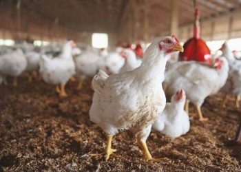Groposen të gjitha pulat, identifikohet vatra e parë me gripin e shpendëve në qarkun e Elbasanit