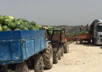 Braçe “mburret” me shalqirin e Lushnjës: Është me 20-22 lekë, sot dolën jashtë vendit 11.000 kg