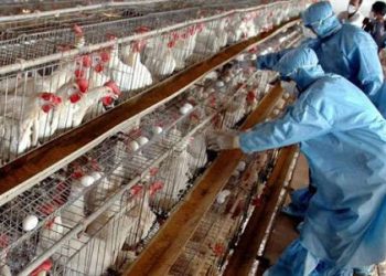 Në 3 vatra të shpërndara/ 320 shpendë të ngordhur në Shqipëri si pasojë e virusit H5N8
