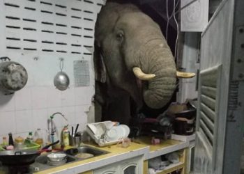 VIDEO/ Elefanti i uritur shemb murin, futet në kuzhinë dhe “vjedh” qesen me oriz