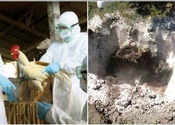 Fier/ Shfaqet gripi i shpendëve, 120 krerë groposen në 2 metra thellësi