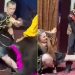VIDEO / Tërbohet ariu gjatë shfaqjes në cirk, sulmon trajneren, tmerrohen fëmijët