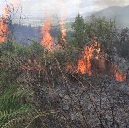 Situata e zjarreve/Punonjësi i pyjores së Patosit rrezikon jetën mes flakëve në pyllin e Gjorgosit