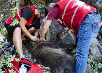 FOTOT/ Prej më shumë se 3 ditësh i zënë në lak, shpëtohet ariu i murrmë në Kukës
