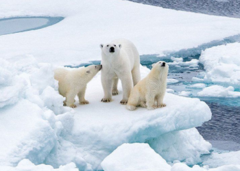 FOTOT/ Ndryshimet klimatike, ‘streha e fundit’ e ariut polar në Oqeanit Arktik rrezikohet nga ngrohja
