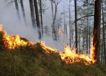 Digjen 10 ha kullota dhe 5 ha pyje në lartësitë e Ballabanit në Këlcyrë