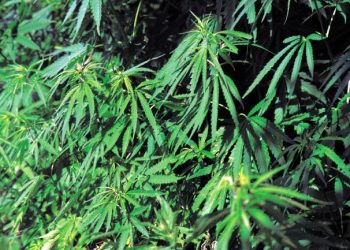 EMRI/ Shqiptari 19-vjeçar dënohet në Britani, kujdesej për kanabis në 6 dhomat e një ndërtese 4-katëshe