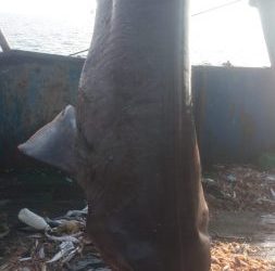 “Po tentonte të shqyente rrjetën”/ Peshkatarët durrsakë kapin në 155 metër thellësi peshkaqenin 650 kg, flet kapiteni i anijes