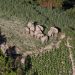 FOTO / Elefantët endacakë të Kinës kthehen në habitatin e përshtatshëm