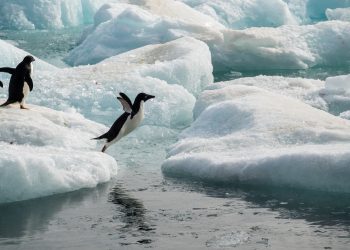 Antarktida po ndryshon/ Ndikimi mund të jetë katastrofik, ç’po ndodh me pinguinët