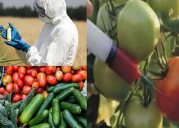 Studimi i ri ngre alarmin për pestidicet në perime dhe fruta: Shkaktojë obezitet dhe…