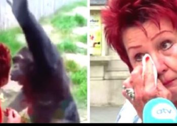 “Unë e dua dhe ai më do”/ Gruaja dashurohet me një shimpanze, drejtori i kopshtit zoologjik i ndalon takimet