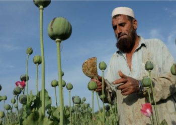 Afganistan/ Çdo të ndodhë me opiumin pas rikthimit të talebanëve