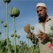 Sfida e opiumit në Afganistan/ Talebanët: Do e zhdukim, SHBA mendon të kundërtën