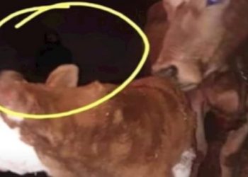 VIDEO/ E pabesueshme e misterioze! Fermeri sheh një detaj rrëqethës teksa po fotografonte një viç të porsalindur