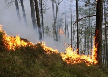 Të dhënat alarmuese! 96% e zjarreve të qëllimshëm, vetëm 4% ndizen në mënyrë spontane
